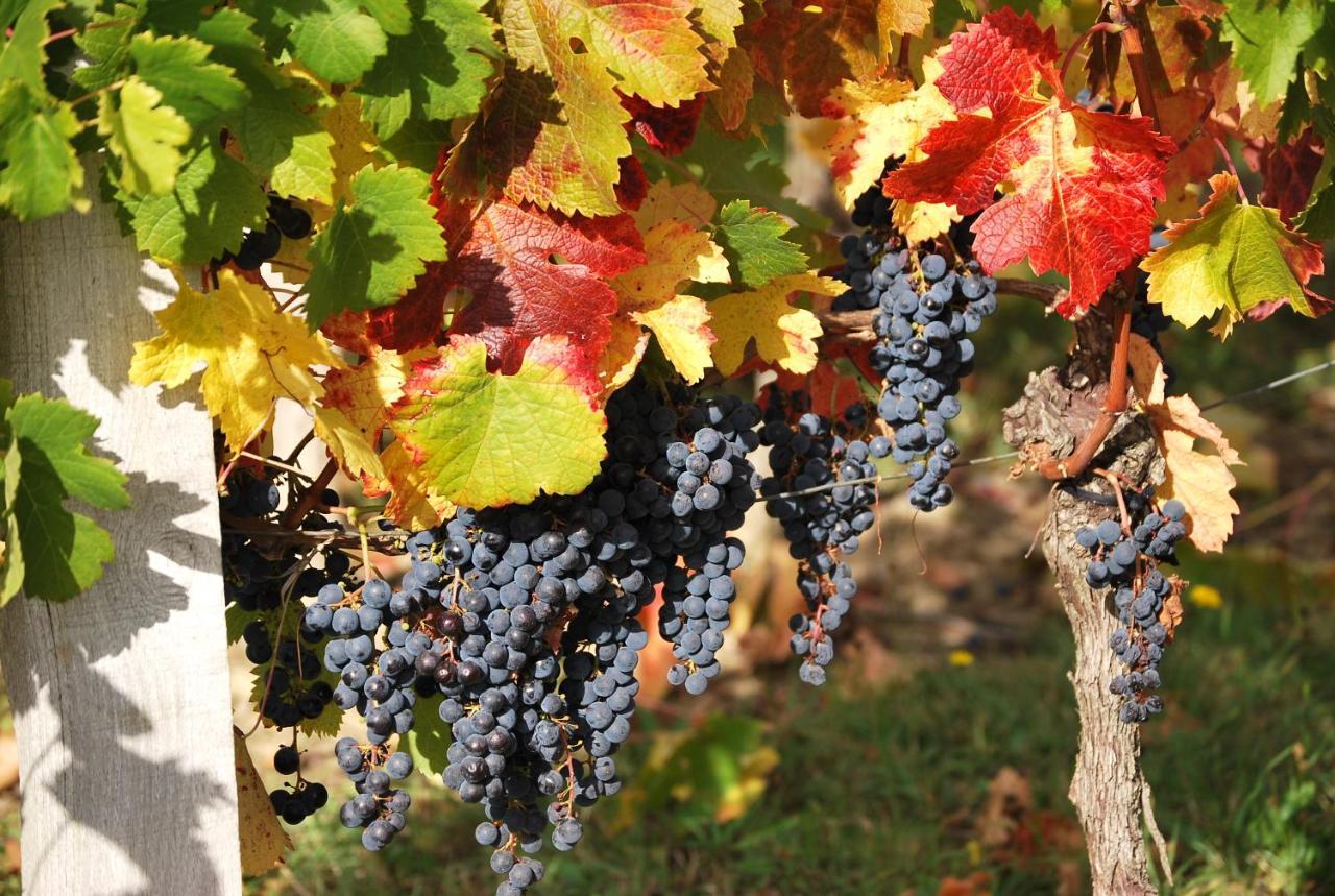 Domaine De L'Émeraude Petit-Palais-et-Cornemps Esterno foto